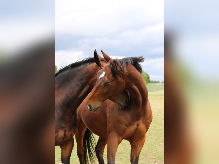 Westfale Wallach 14 Jahre 174 cm Brauner in Hohenhameln