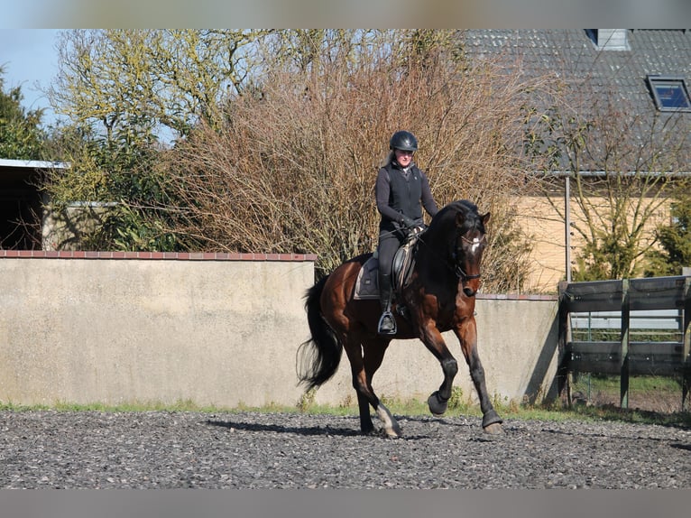 Westfale Wallach 14 Jahre 174 cm Brauner in Hohenhameln
