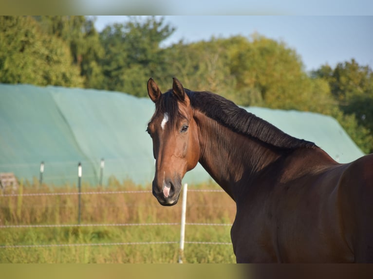 Westfale Wallach 14 Jahre 174 cm Brauner in Hohenhameln