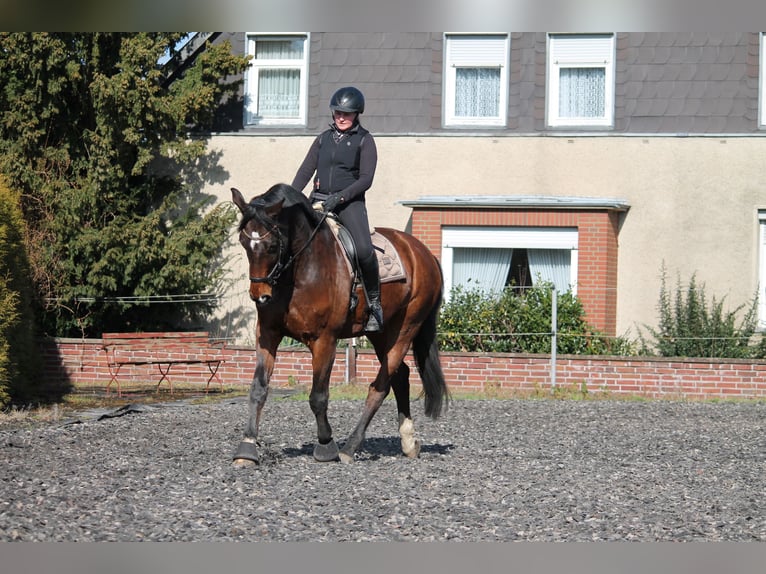 Westfale Wallach 14 Jahre 174 cm Brauner in Hohenhameln