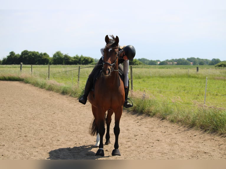 Westfale Wallach 14 Jahre 174 cm Brauner in Hohenhameln