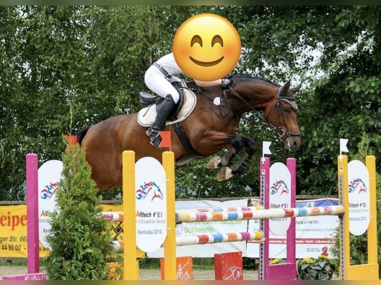 Westfale Wallach 14 Jahre 174 cm Brauner in Zweiflingen