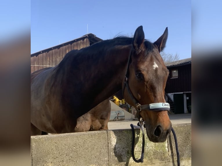 Westfale Wallach 14 Jahre 174 cm Brauner in Zweiflingen