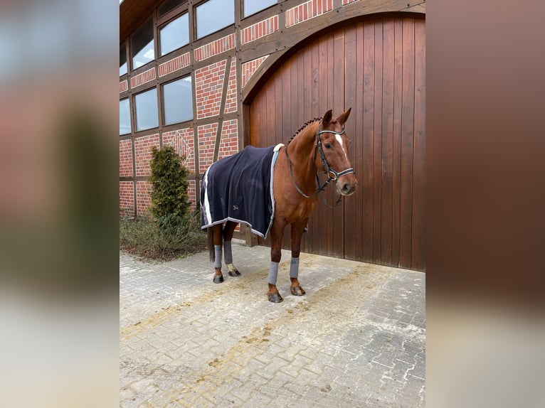 Westfale Wallach 14 Jahre 174 cm Fuchs in Werne