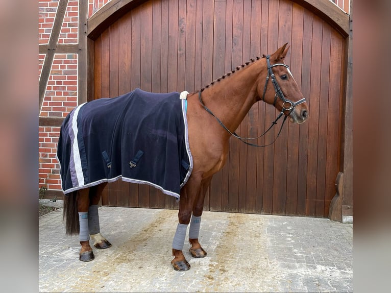 Westfale Wallach 14 Jahre 174 cm Fuchs in Werne
