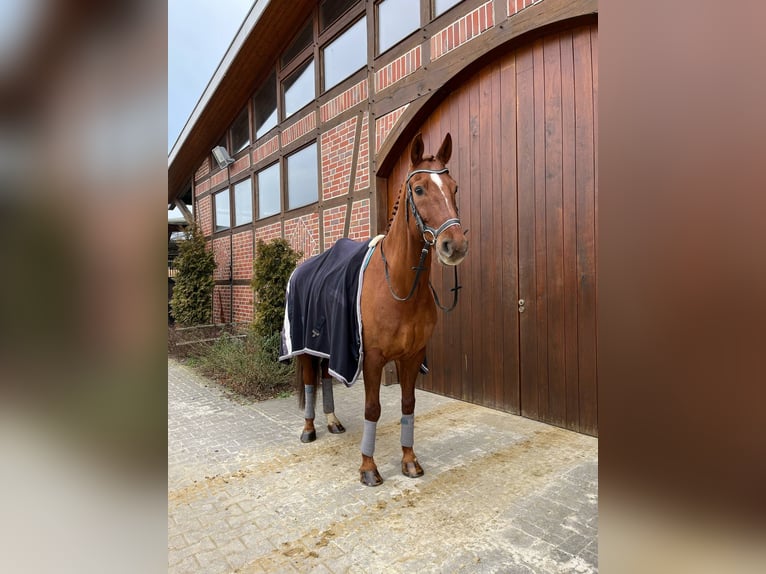 Westfale Wallach 14 Jahre 174 cm Fuchs in Werne