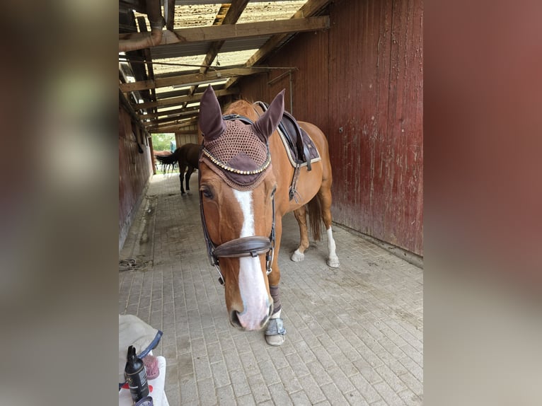 Westfale Wallach 14 Jahre 174 cm Fuchs in Durmersheim