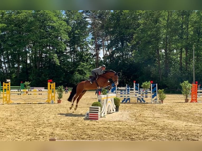 Westfale Wallach 14 Jahre 180 cm Brauner in Lage