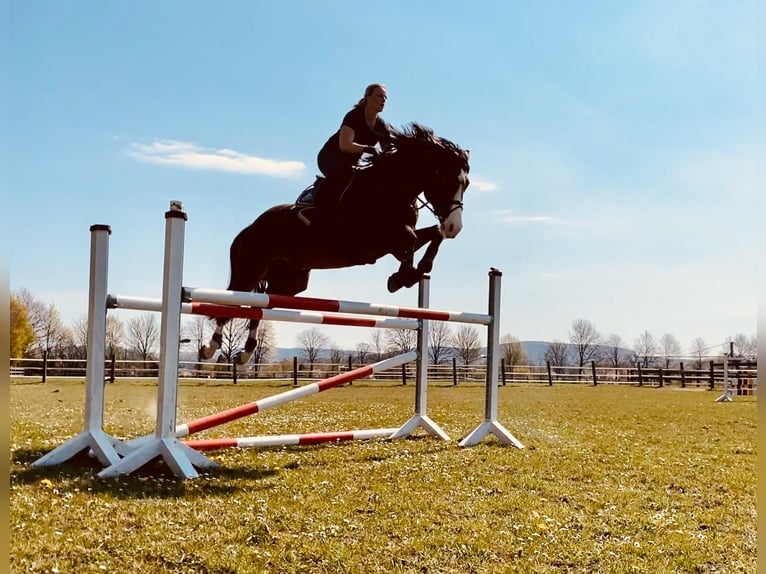 Westfale Wallach 14 Jahre 180 cm Brauner in Lage
