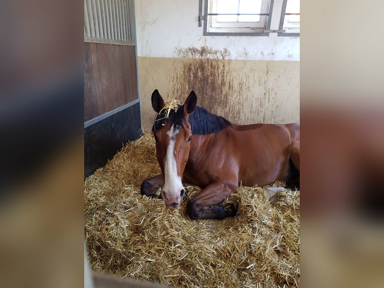 Westfale Wallach 14 Jahre 180 cm Brauner in Lage