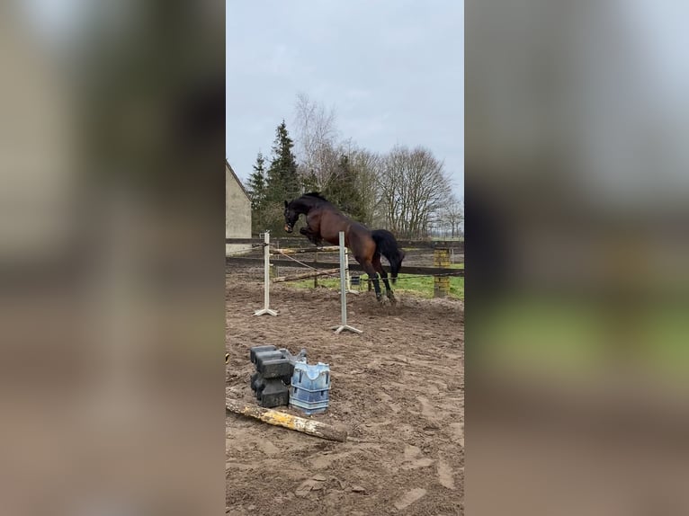 Westfale Wallach 15 Jahre 163 cm Dunkelbrauner in Hopsten