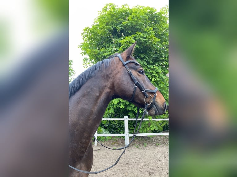 Westfale Wallach 15 Jahre 163 cm Dunkelbrauner in Hopsten