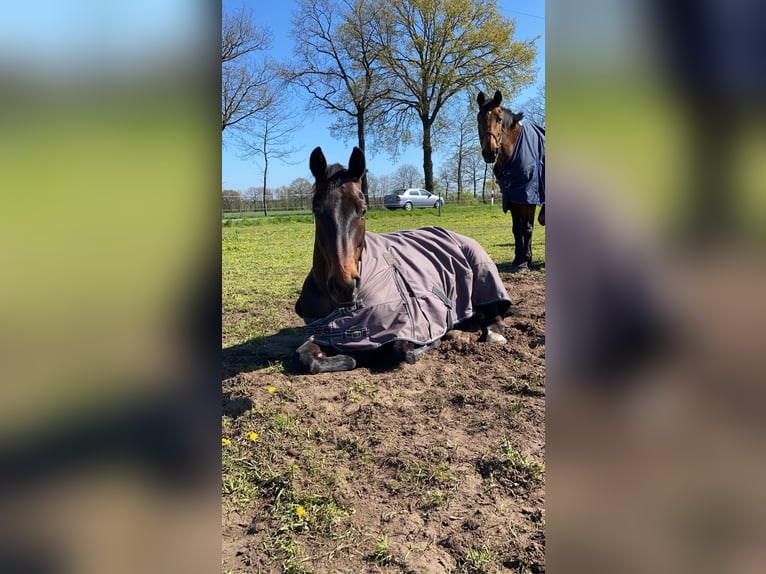 Westfale Wallach 15 Jahre 163 cm Dunkelbrauner in Hopsten