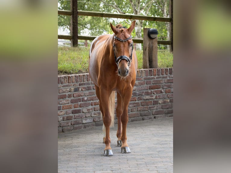 Westfale Wallach 15 Jahre 164 cm Fuchs in Viersen
