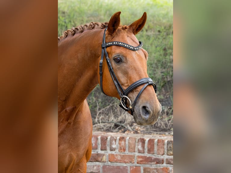 Westfale Wallach 15 Jahre 164 cm Fuchs in Viersen