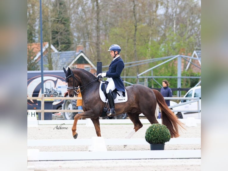 Westfale Wallach 15 Jahre 165 cm Dunkelfuchs in Mol