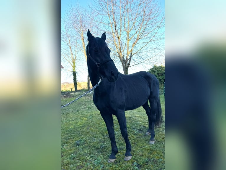 Westfale Wallach 15 Jahre 165 cm Rappe in Groß-Umstadt