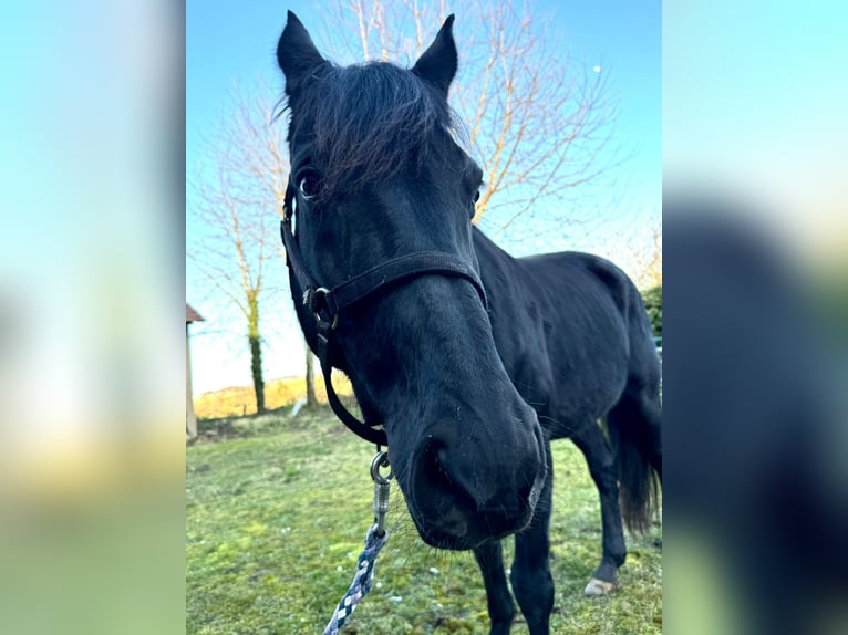 Westfale Wallach 15 Jahre 165 cm Rappe in Groß-Umstadt