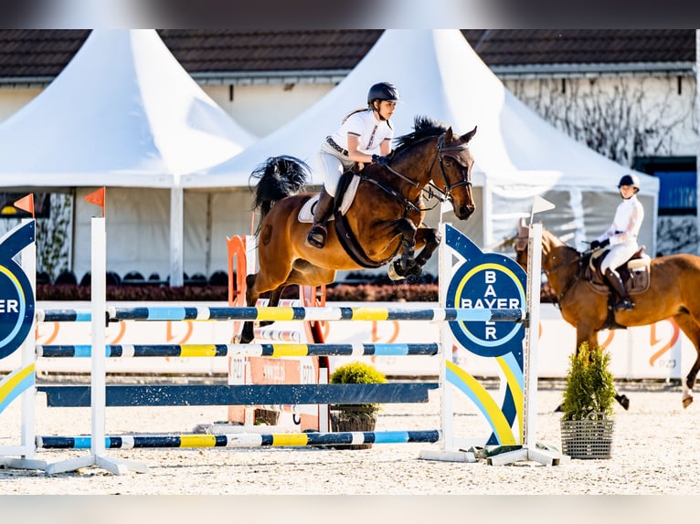 Westfale Wallach 15 Jahre 165 cm Rotbrauner in Wrocław