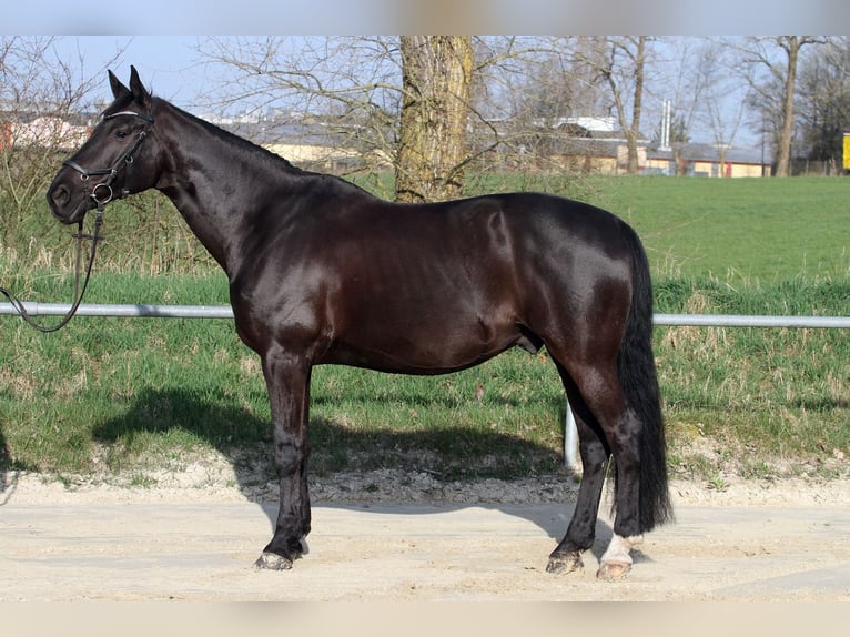 Westfale Wallach 15 Jahre 167 cm Rappe in Pirmasens