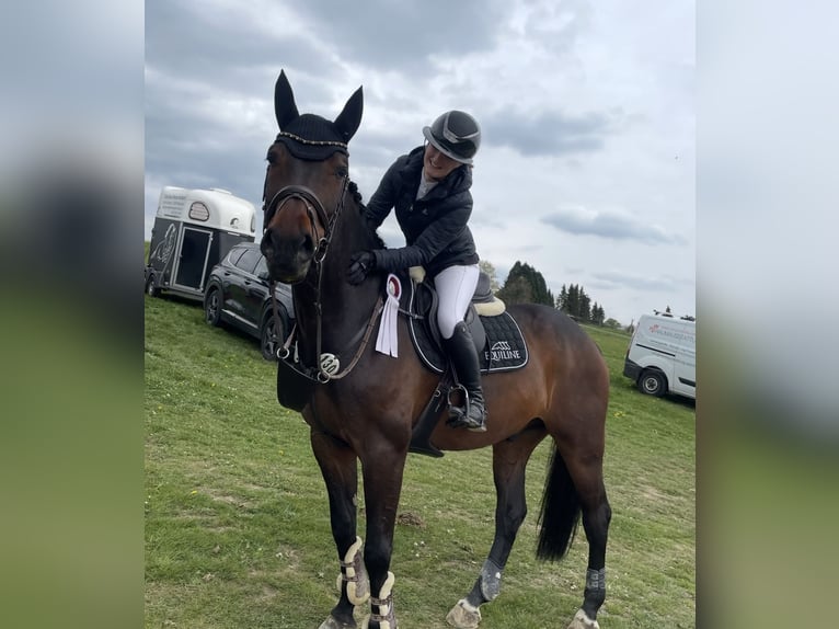 Westfale Wallach 15 Jahre 168 cm Brauner in N&#xFC;mbrecht