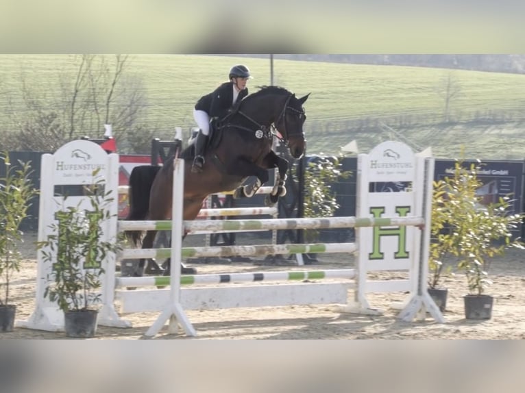 Westfale Wallach 15 Jahre 168 cm Brauner in N&#xFC;mbrecht