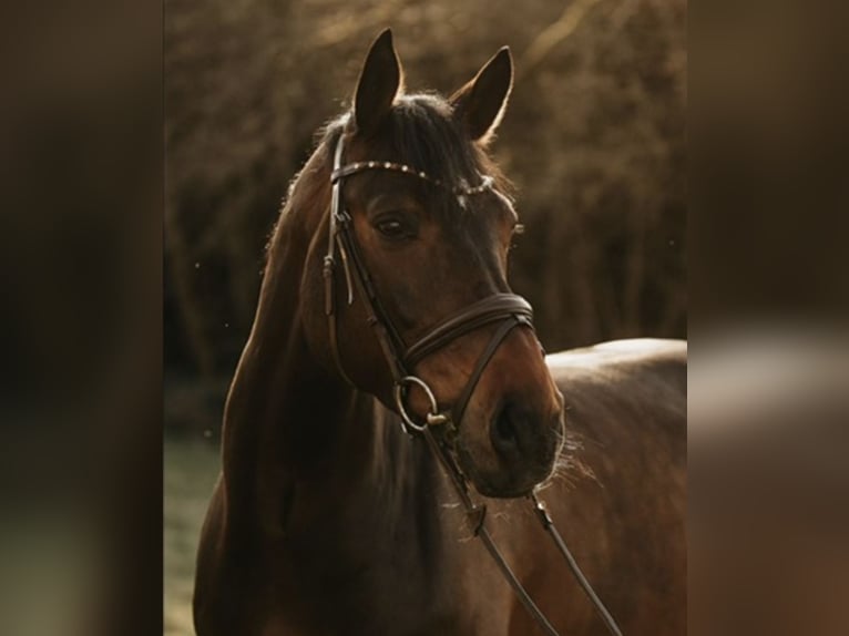 Westfale Wallach 15 Jahre 168 cm Brauner in N&#xFC;mbrecht