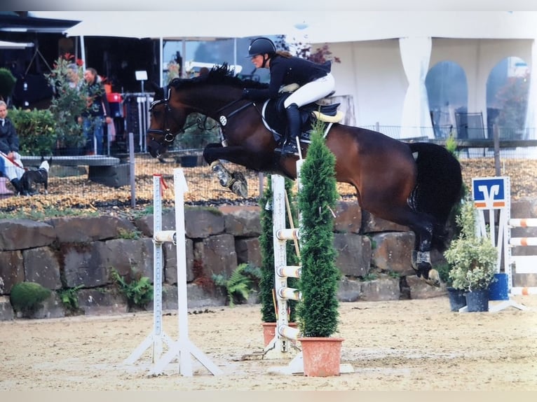 Westfale Wallach 15 Jahre 168 cm Brauner in N&#xFC;mbrecht