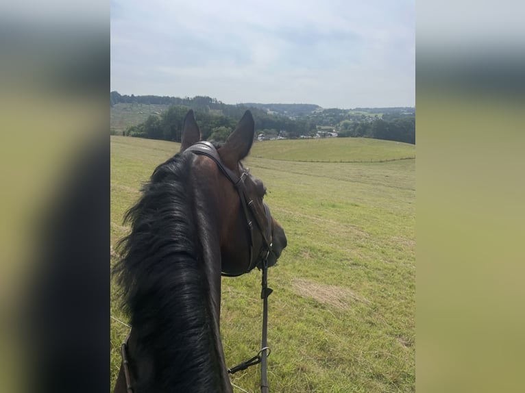 Westfale Wallach 15 Jahre 168 cm Dunkelbrauner in N&#xFC;mbrecht