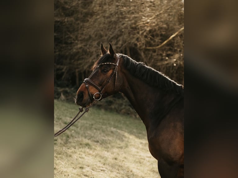 Westfale Wallach 15 Jahre 168 cm Dunkelbrauner in N&#xFC;mbrecht