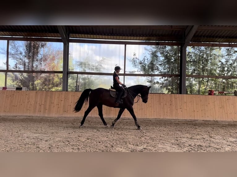 Westfale Wallach 15 Jahre 168 cm Dunkelbrauner in N&#xFC;mbrecht