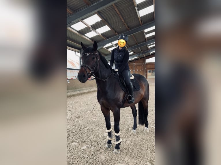 Westfale Wallach 15 Jahre 168 cm Dunkelbrauner in N&#xFC;mbrecht