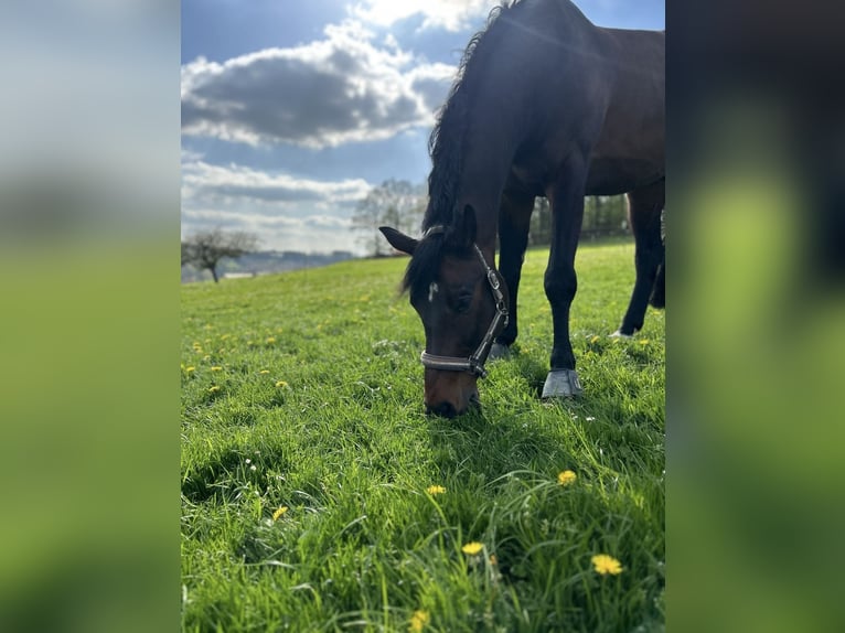 Westfale Wallach 15 Jahre 168 cm Dunkelbrauner in N&#xFC;mbrecht