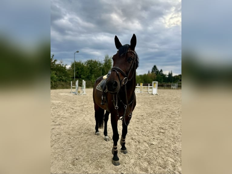 Westfale Wallach 15 Jahre 168 cm Dunkelbrauner in N&#xFC;mbrecht
