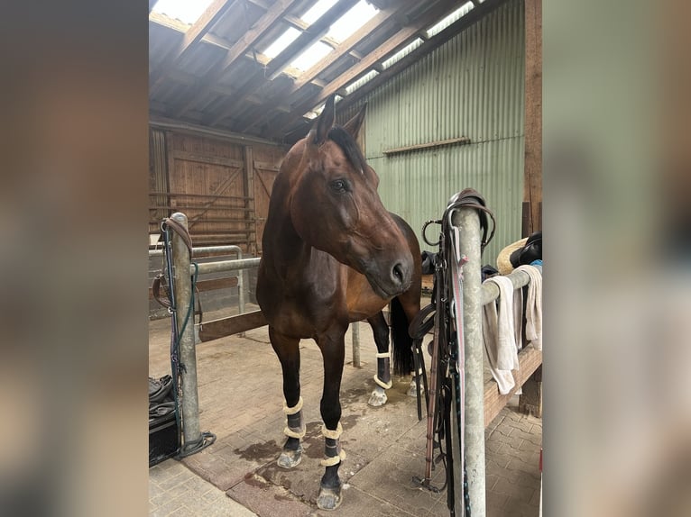 Westfale Wallach 15 Jahre 168 cm Dunkelbrauner in N&#xFC;mbrecht