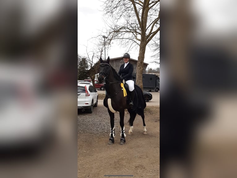 Westfale Wallach 15 Jahre 168 cm Schwarzbrauner in B&#xFC;hl