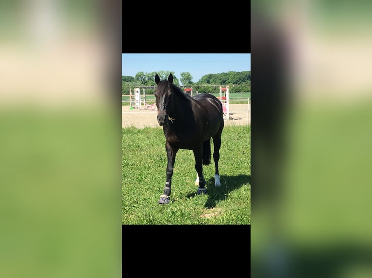 Westfale Wallach 15 Jahre 168 cm Schwarzbrauner in B&#xFC;hl