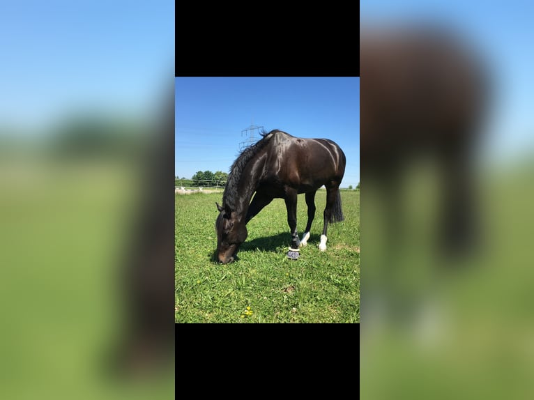 Westfale Wallach 15 Jahre 168 cm Schwarzbrauner in B&#xFC;hl