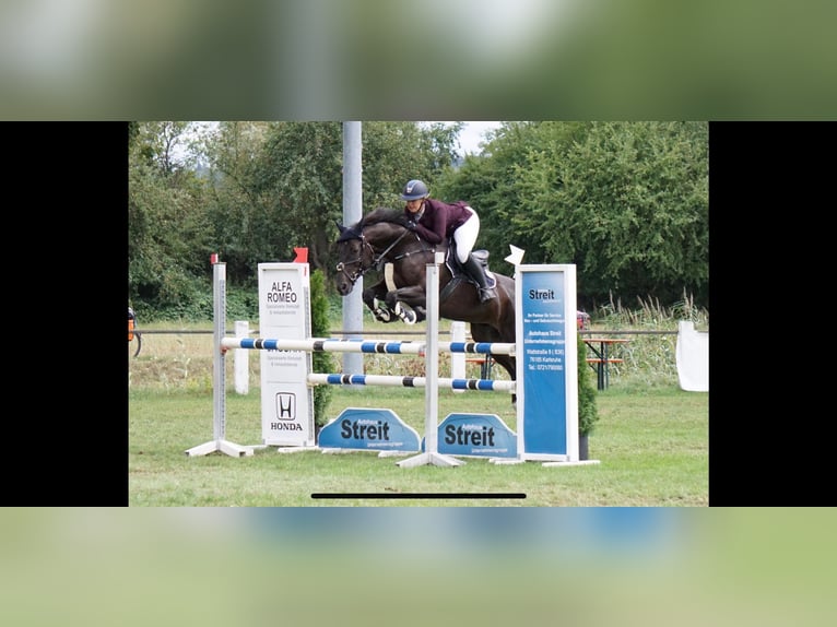 Westfale Wallach 15 Jahre 168 cm Schwarzbrauner in B&#xFC;hl