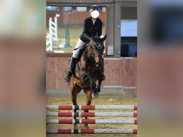 Westfale Wallach 15 Jahre 170 cm Brauner in Lahnstein