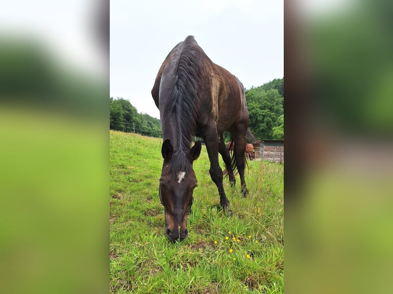 Westfale Wallach 15 Jahre 170 cm in Hattingen