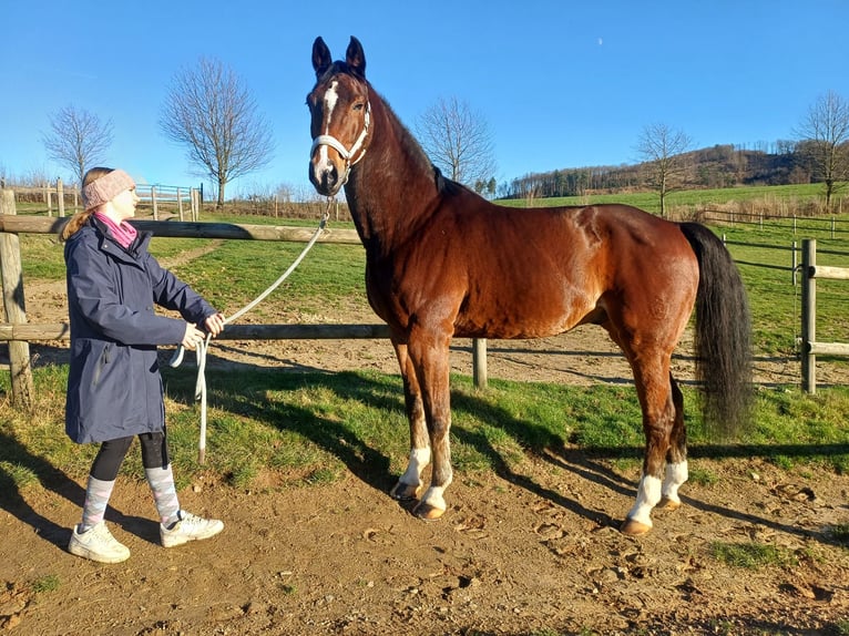 Westfale Wallach 15 Jahre 172 cm Brauner in Bergisch Gladbach