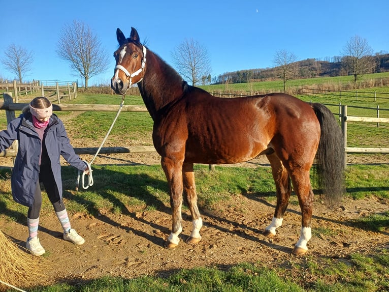 Westfale Wallach 15 Jahre 172 cm Brauner in Bergisch Gladbach