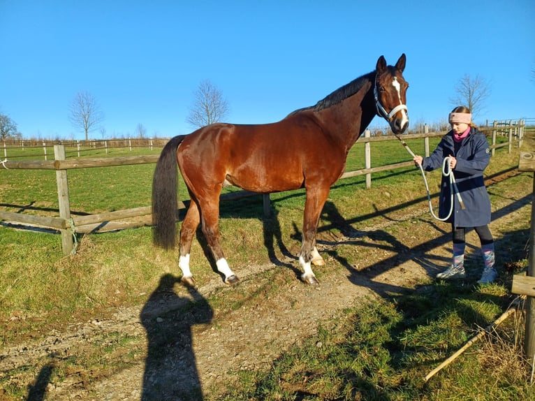 Westfale Wallach 15 Jahre 172 cm Brauner in Bergisch Gladbach