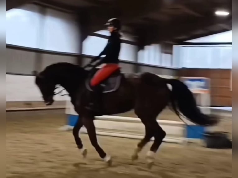 Westfale Wallach 15 Jahre 172 cm Brauner in Bergisch Gladbach