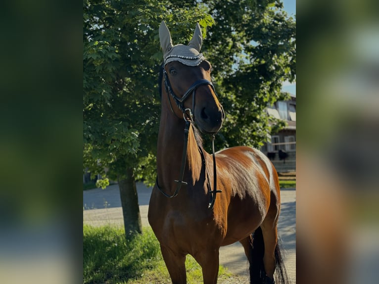 Westfale Wallach 15 Jahre 172 cm  in Valley