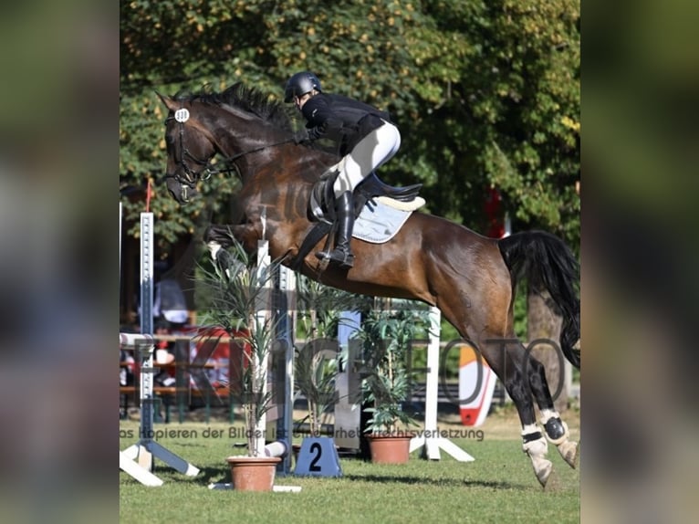 Westfale Wallach 15 Jahre 172 cm Dunkelbrauner in Holzkirchen