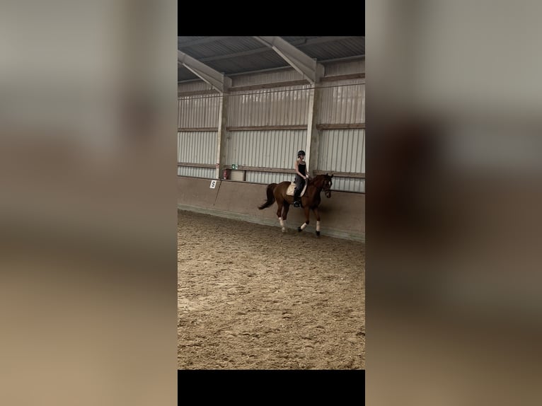Westfale Wallach 15 Jahre 173 cm Fuchs in Königswinter