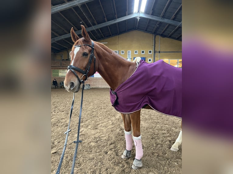 Westfale Wallach 15 Jahre 173 cm Fuchs in Königswinter