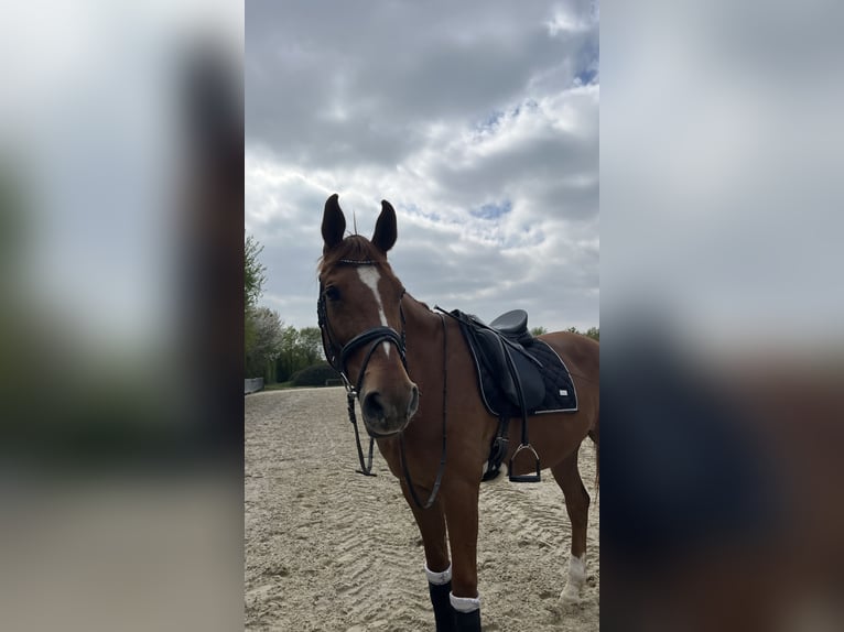 Westfale Wallach 15 Jahre 173 cm Fuchs in Königswinter